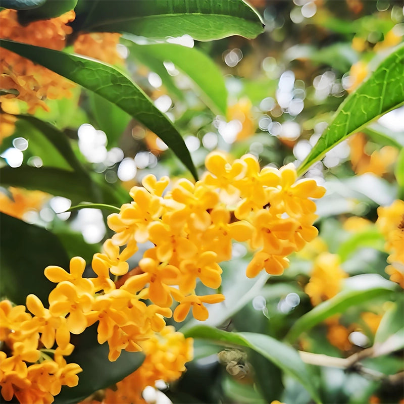 Xingrui L Ətir Doldurma Kartuşu Ji Ji 001 009 Ling 06 09 900 Galaxy Kricle Starlight 8 Jue Yue üçün uyğundur