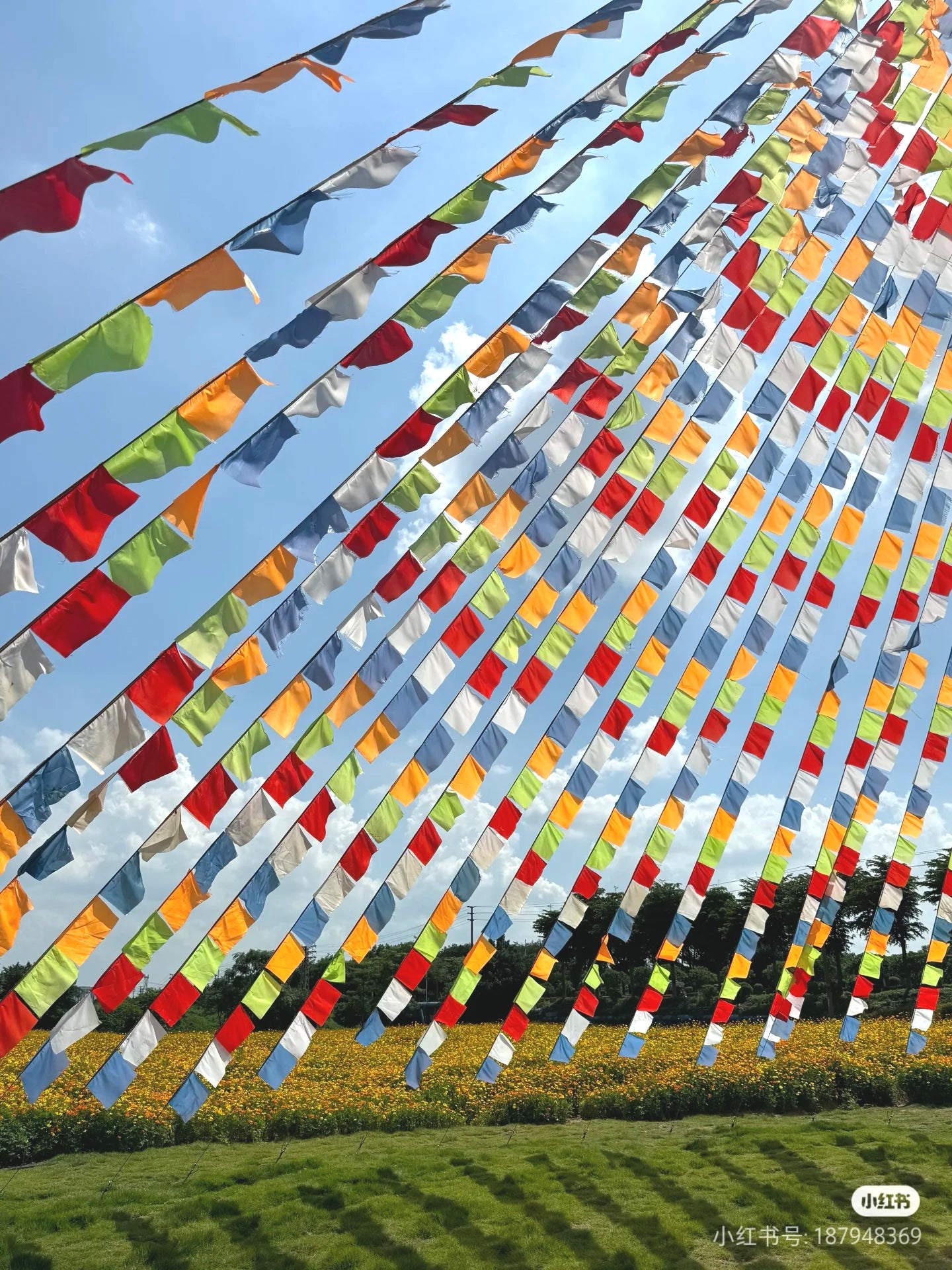 Böyük qırmızı ipək və qırmızı parça parça, toy şənliyi, lent kəsən böyük qırmızı çiçəkli parça, 190T polyester tafta bunting parça