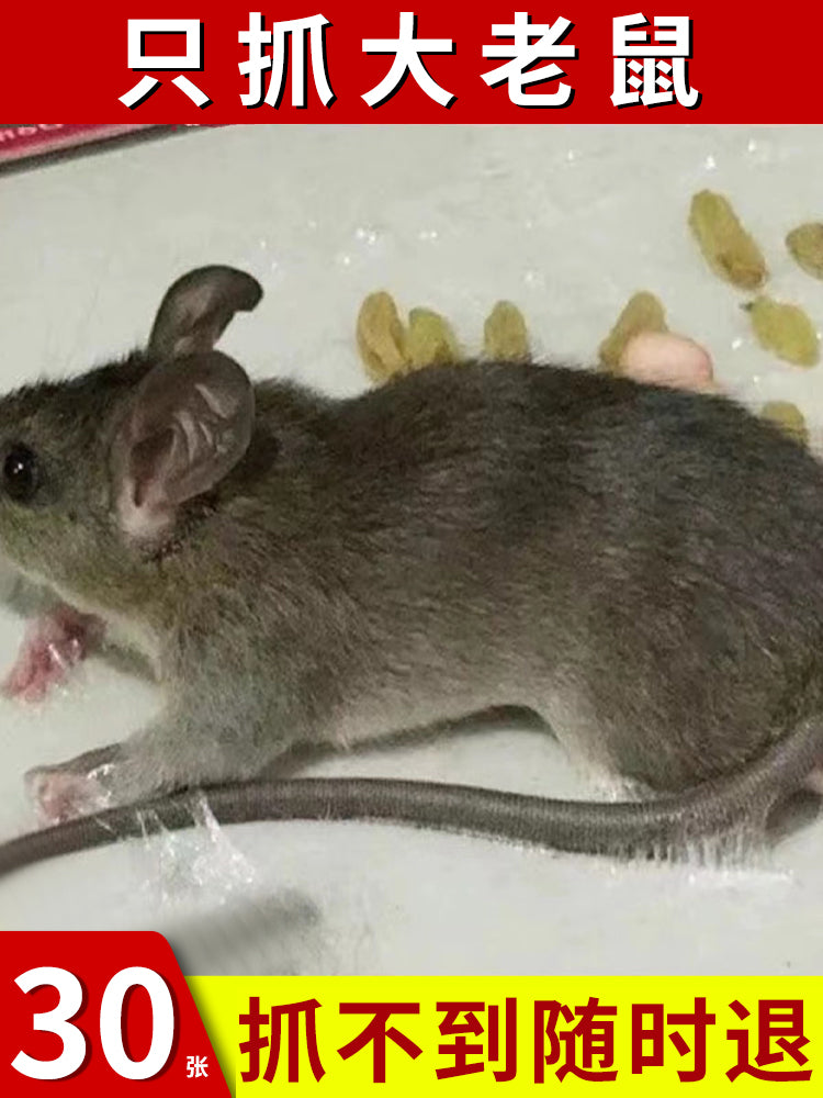 Siçan stikerləri güclü yapışqan siçan lövhəsi Böyük siçanları tutmaq üçün super yapışqan siçan lövhəsi siçan tələsi artefakt məişət 30 vərəq